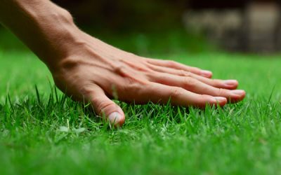 Few Other Lawn Care Tips